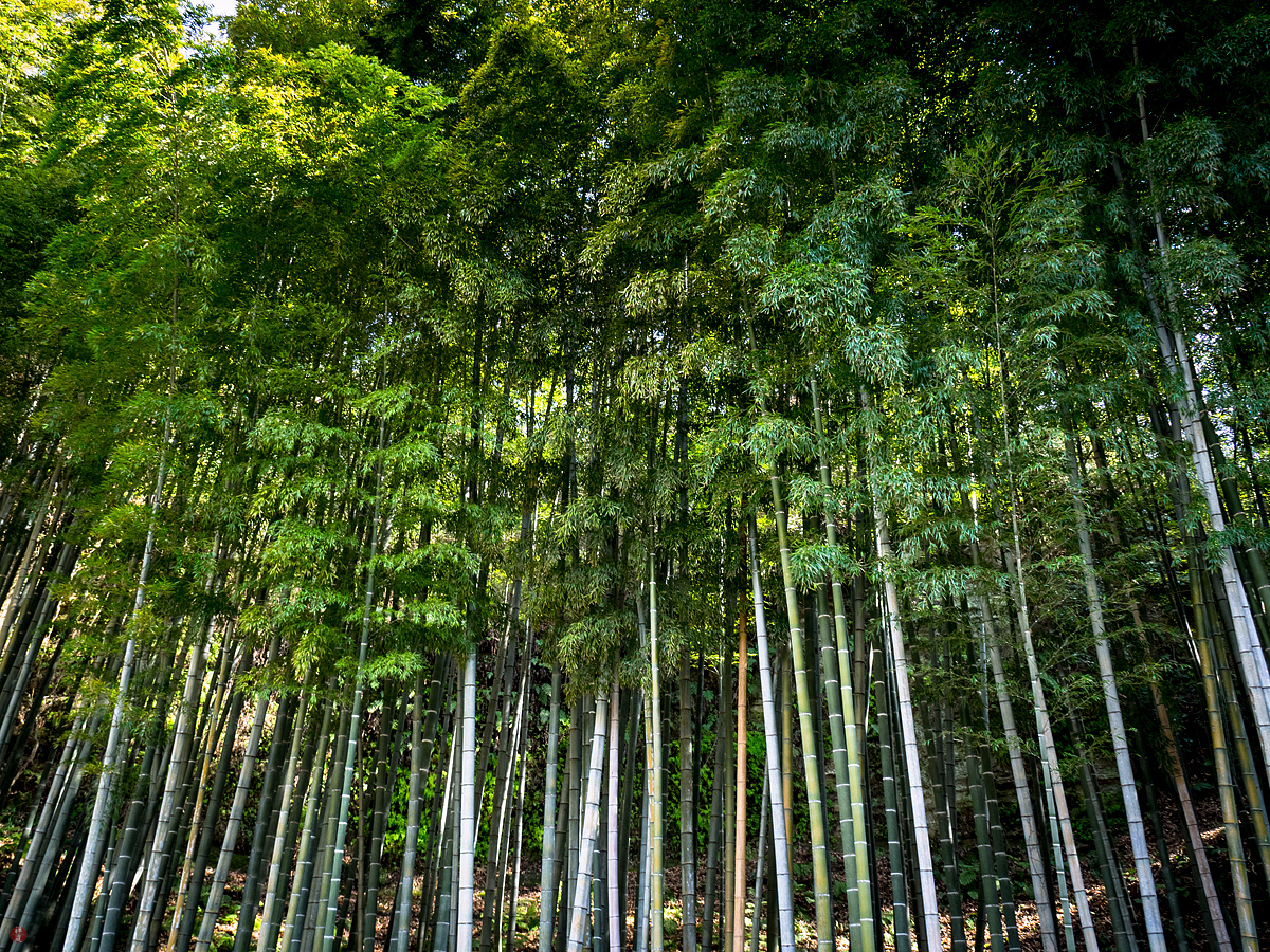 FROM THE GARDEN OF ZEN Bamboo grove Jochiji