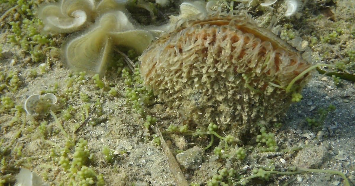 Snorkeling Salento Pinna nobilis