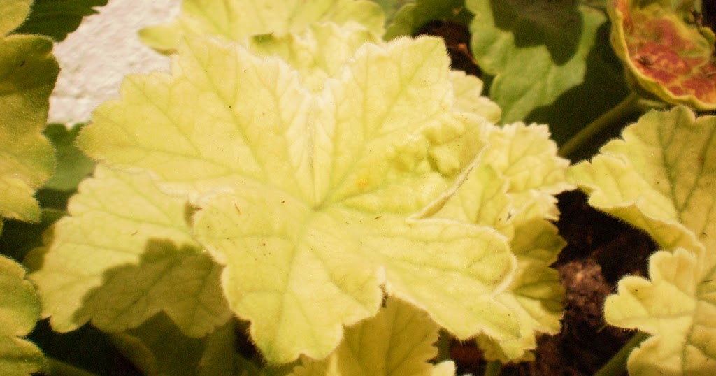 WHY ARE MY GERANIUM LEAVES TURNING YELLOW? The Garden of Eaden