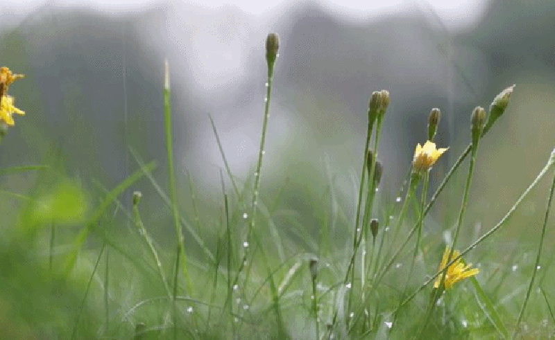Лето дождь. Полевые цветы после дождя. Весенний дождь. Весенний дождик.