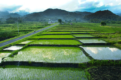 Agribisnis