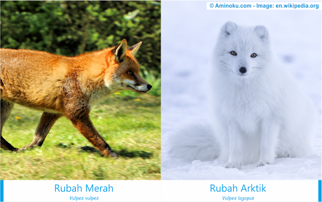 Perbedaan antara rubah merah dan rubah arktik Perbedaan antara rubah merah dan rubah arktik