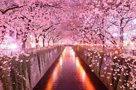 amazing-tree-tunnels-5-750x500