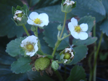 Flor de la fresa