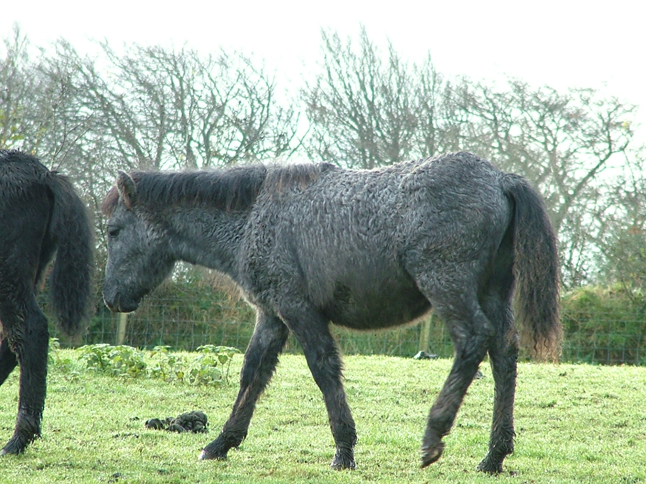 Dartmoor Pony Training Centre Rehoming Blog New herd of foals
