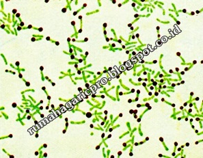 Obat Difteri Obat Difteri