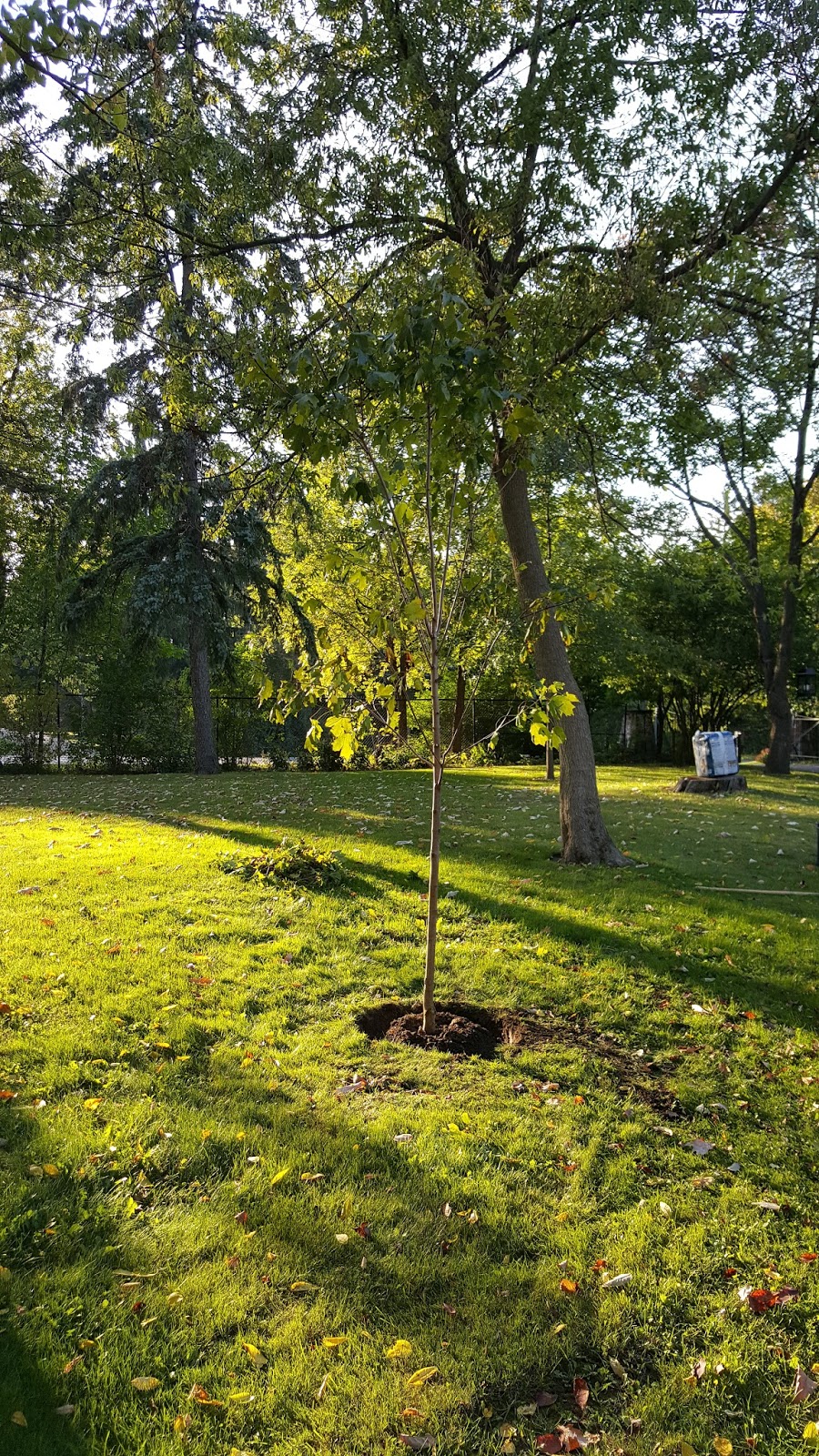 Gear Acres at Top of the Hill Paw Paw and Sugar Maple Trees for Gear Acres