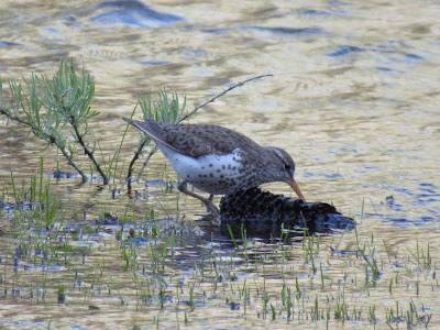 spotted sandpiper