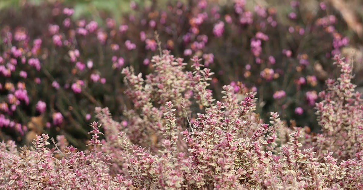 Gardentopia Mellow Yellow Spirea