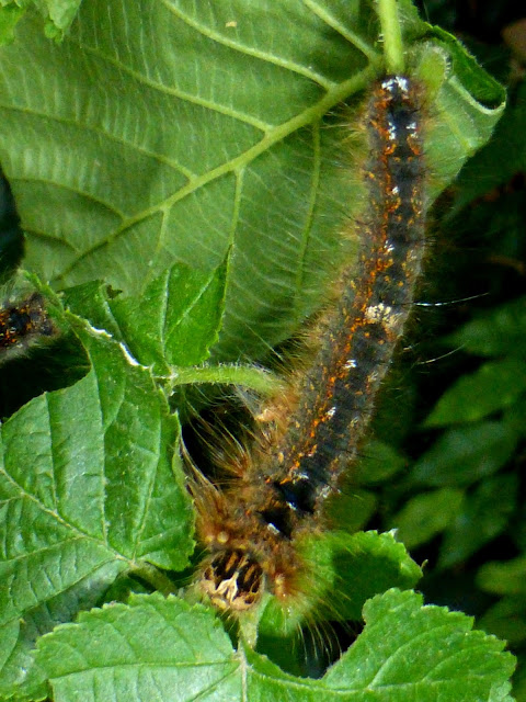 Kunugia undans caterpillar Kunugia undans caterpillar