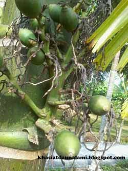 manfaat pinang muda manfaat pinang muda