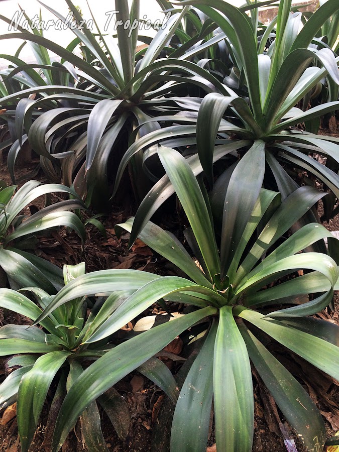 Los agaves son ideales para crear jardines de este tipo porque no necesitan cuidados específicos