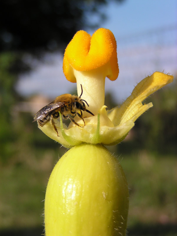 JeffCo Master Gardeners Pollinator of the Week Squash Bees