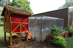 coop chickens chicken setup coops backyard beginning run hens plans basic attaching garden mesh gardening chicks communitychickens pen community chick