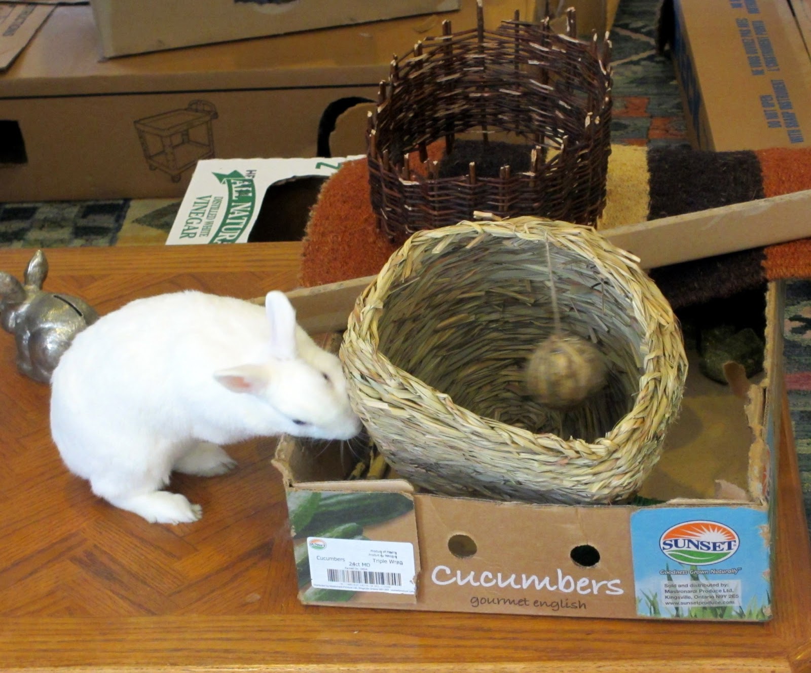 Rabbit Ramblings: Bunny pen cleaning day antics by Ethel