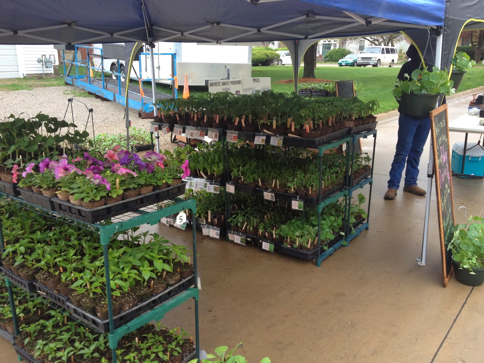 Rolling Prairie Acres FarmCSA, Orchard, Honey, Garlic Heirloom