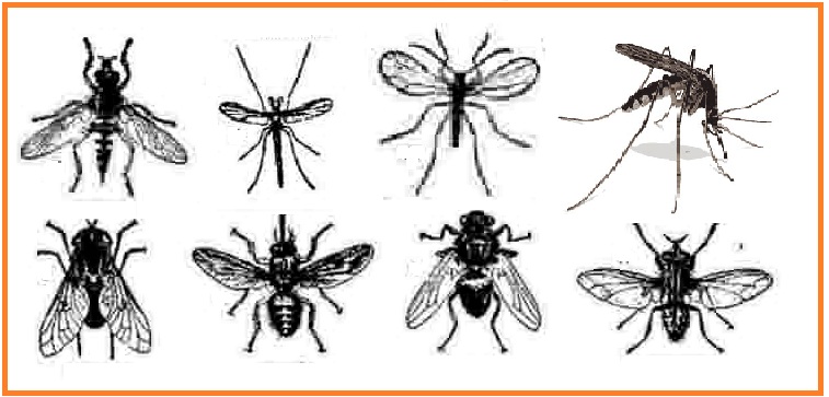 INVERTEBRATA Make You Smarter Blog Be Smarter With Us