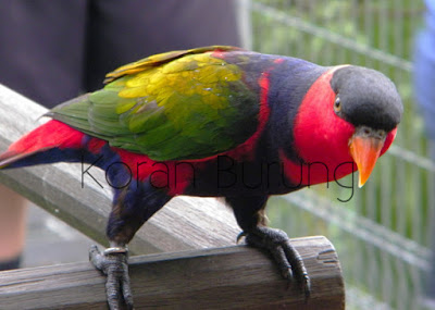 Mengenal Burung Nuri Kepala Hitam Dan Perawatannya