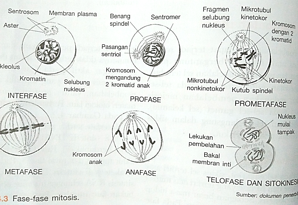 WARNA WARNI BIOLOGI PEMBELAHAN SEL