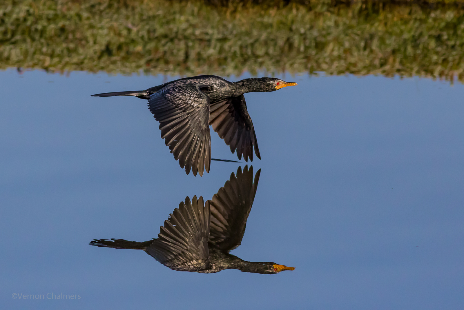 Vernon Chalmers Photography Reed Cormorant In Flight Woodbridge