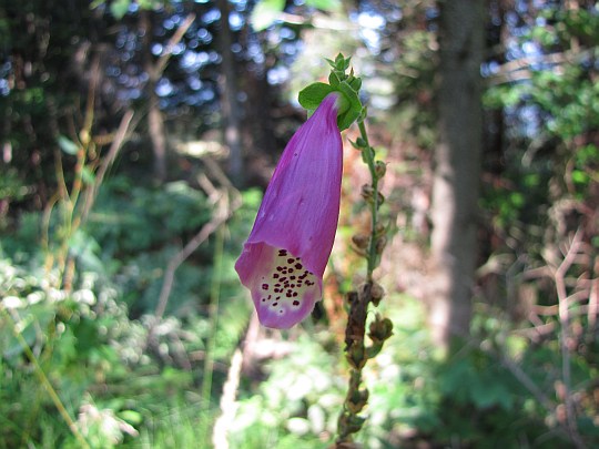 Naparstnica purpurowa (Digitalis purpurea L.). Naparstnica purpurowa (Digitalis purpurea L.).