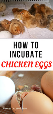 How to hatch chicks