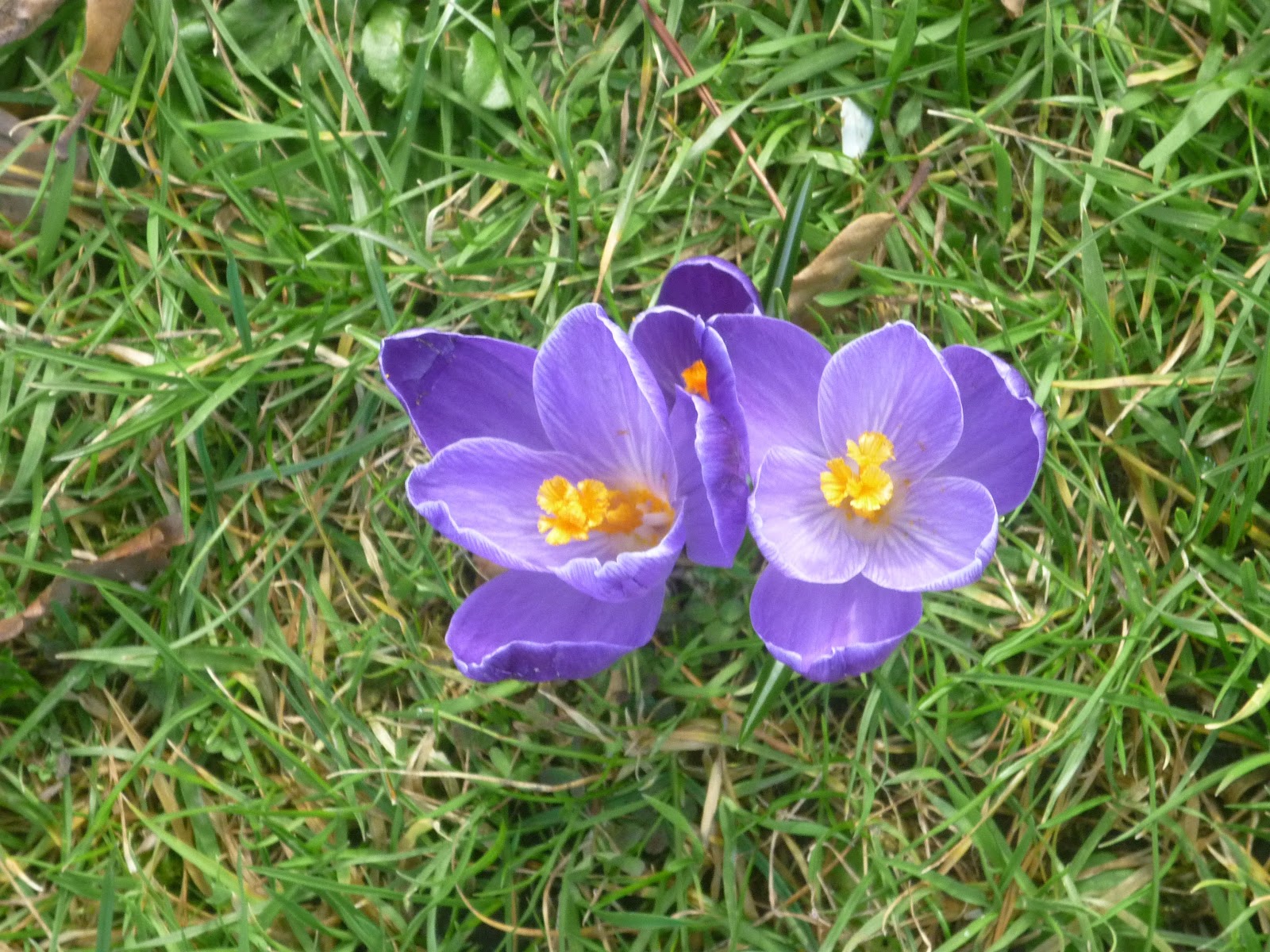 THE GRØNMARK BLOG The cheerful courage of winter flowers Fotherington