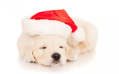 cute_pet_dog_animated_wallpaper cute_pet_dog_animated_wallpaper
