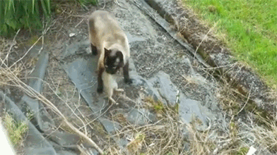 %25EB%258B%25A4%25EC%259A%25B4%25EB%25A1%259C%25EB%2593%259C.gif