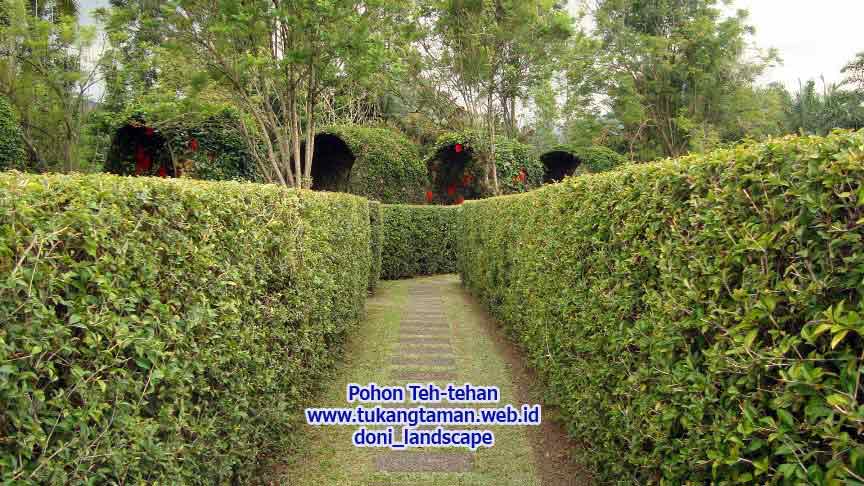 JUAL POHON TEH TEHAN JENIS POHON PAGAR ~ TUKANG TAMAN