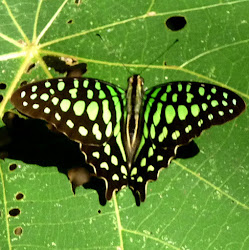 Green-spotted Triangle