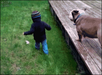 Funny animal gifs - part 203, best animal gif, animal animated pictures