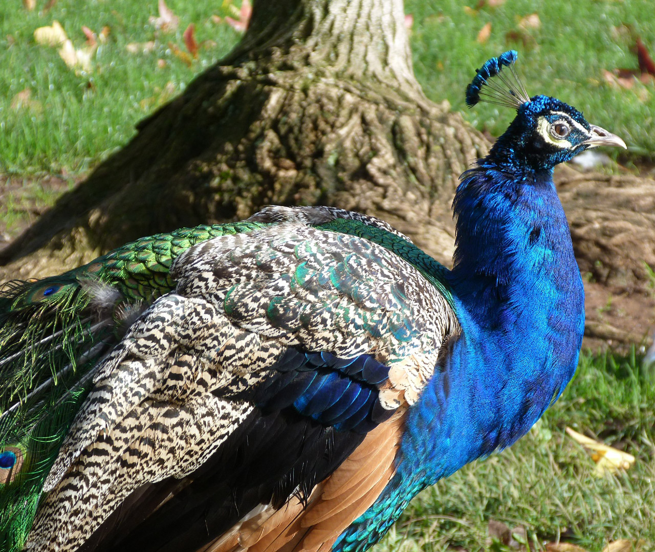 peacock-the-biggest-animals-kingdom