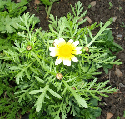 An image of edible chrysanthemum (Chrysanthemum coronarium) flower