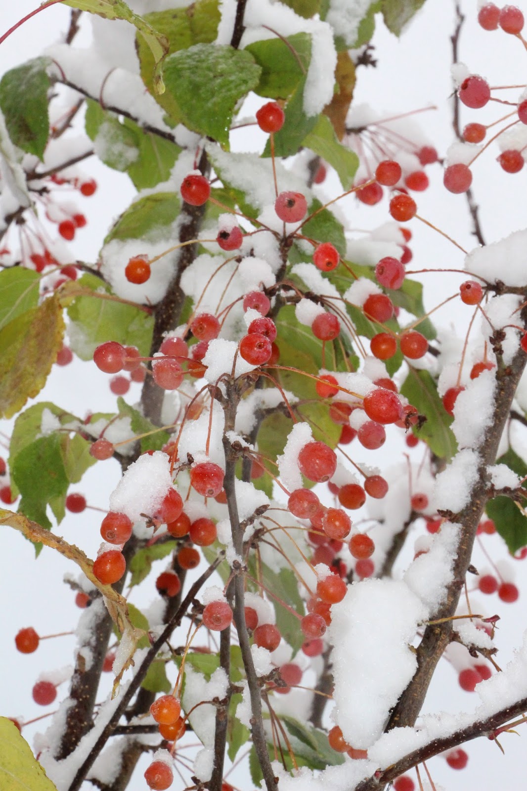 Fishtail Cottage's Christmas 2016... 5