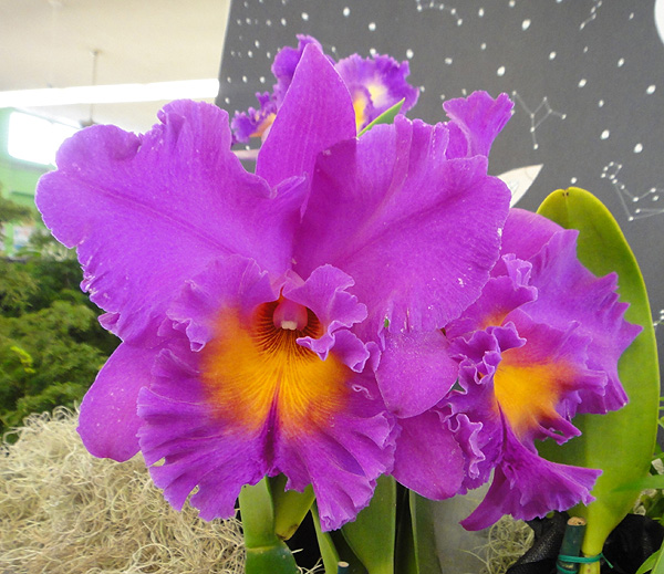 Left Field Wander: Honolulu Orchid Society Show
