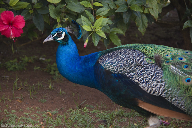 Smith Family Luau: 6 Reasons We'll Never Forget this Hawaiian Experience Peacock at the Smith Family Luau Gardens