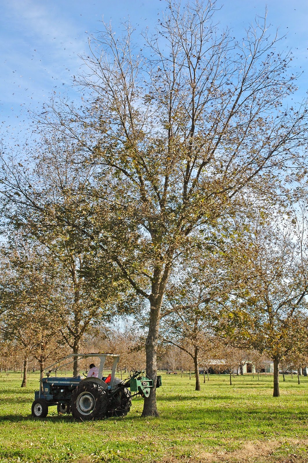 Northern Pecans Pickin' pecans