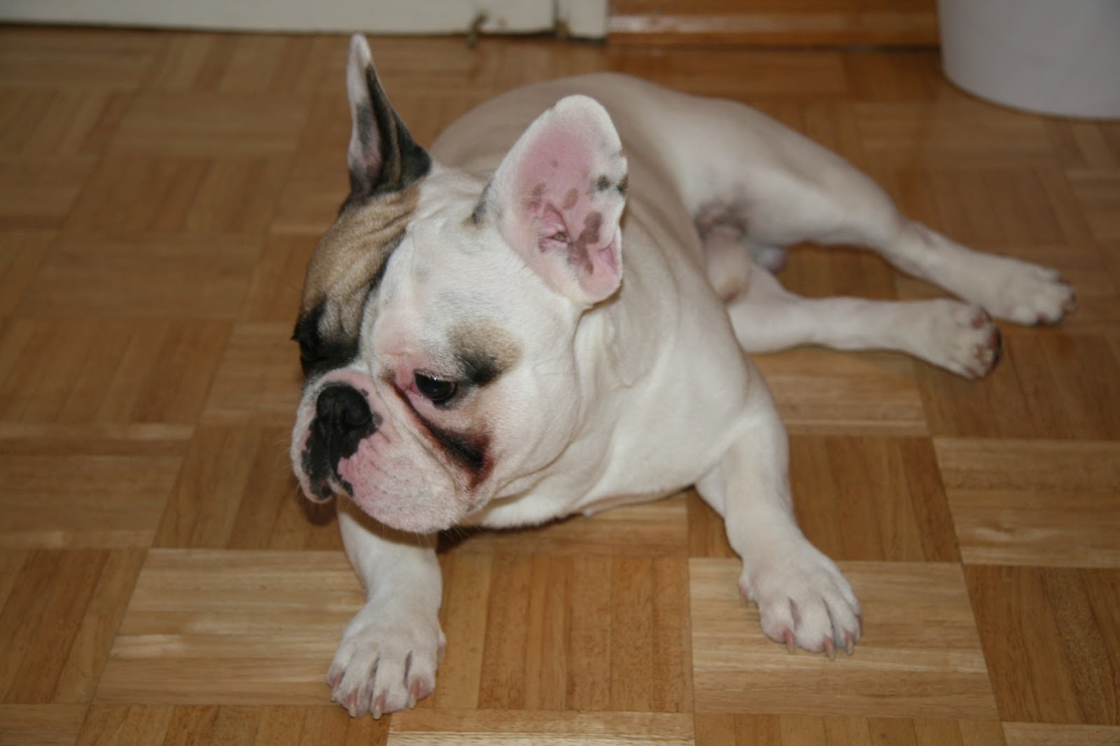 Great French Bulldog Tear Stains of the decade The ultimate guide ...