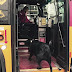 Todos os dias este cão sobe no bus sozinho para ir para o parque