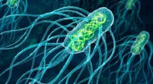 معلومات عن البكتيريا 3 البكتيريا النافعه