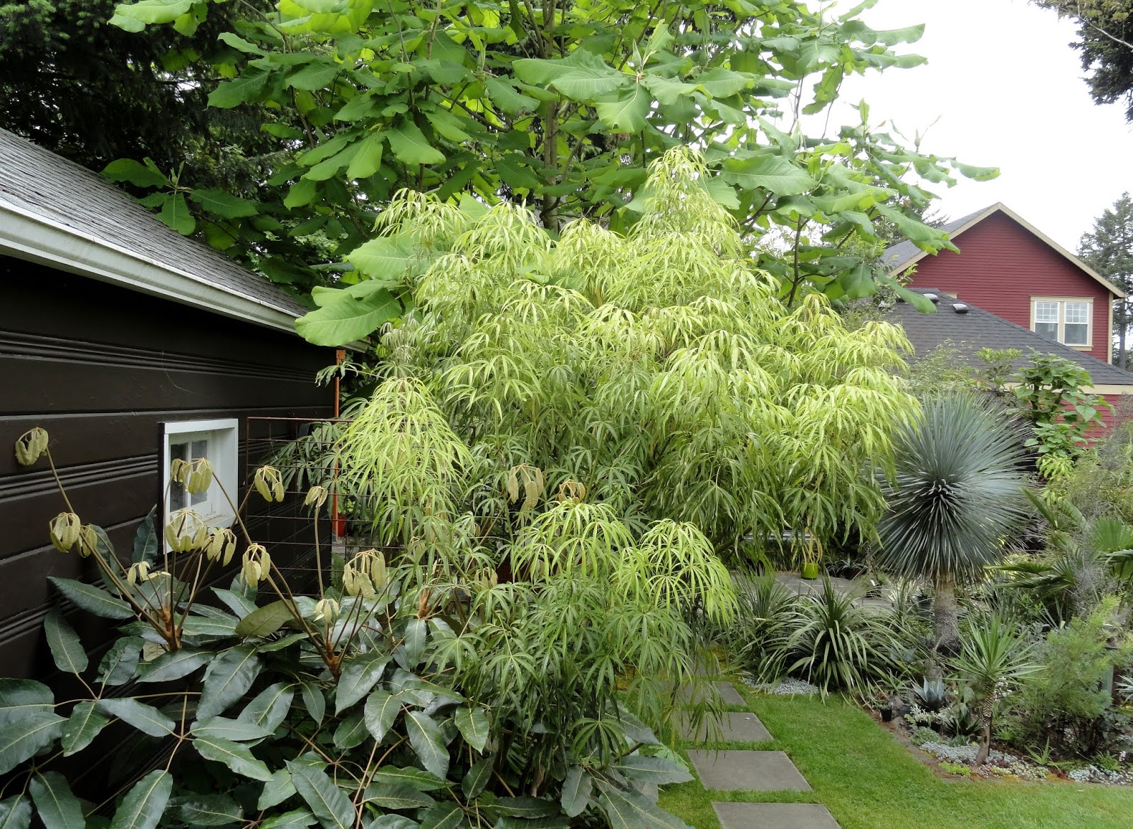 Tall Narrow California Ligustrum Privet Hedge
