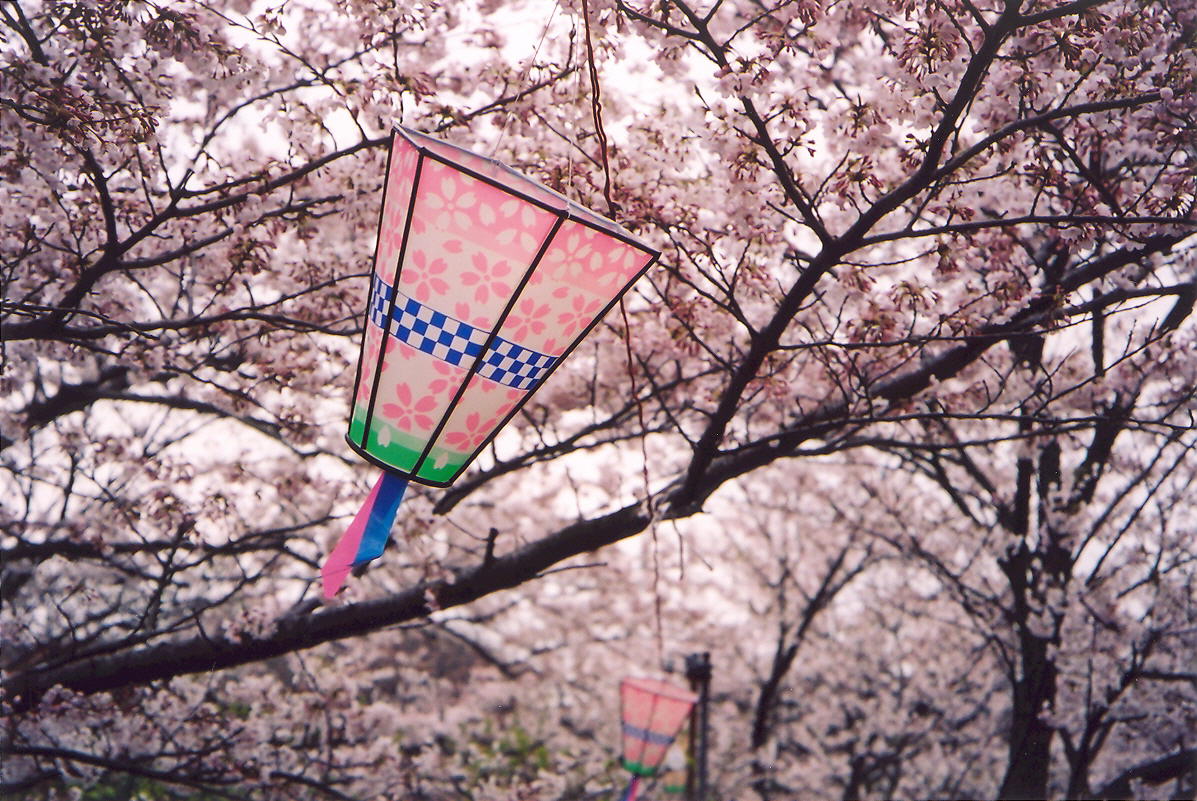 Sakura s lampášmi počas hanami