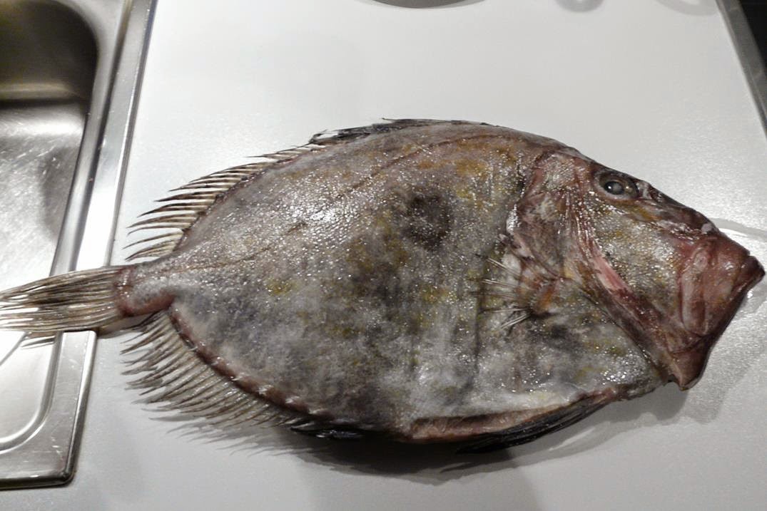 Kulinarische Welten zu Fisch- und Meeresfrucht: St. Pierre (Petersfisch ...