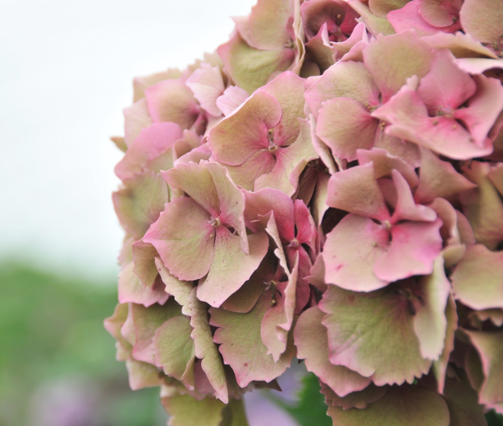 Guide to Antique Hydrangeas Sun Valley
