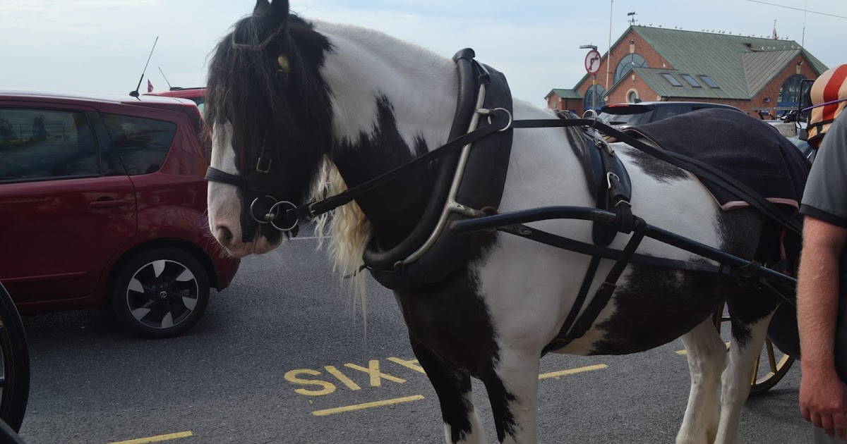 Do Horses Neigh When They Run? Where do horses like being petted?