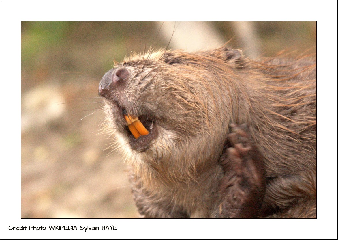 Oh Les Jolies Dents Le Castor D Europe 2017 023