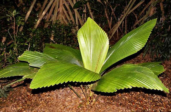  merupakan tumbuhan endemik pulau Sumatera Tumbuhan Daun Sang atau Daun Payung