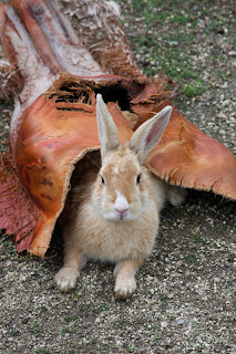 Rabbit Island Okunoshima Japan Bunny