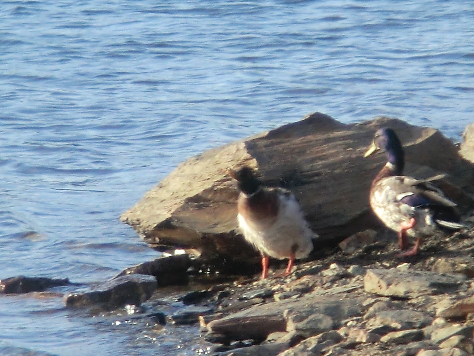 Mis propias cosas Playa “El Tamujoso” Embalse del Rumblar BAÑOS DE LA